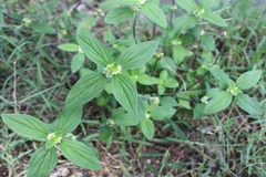 Mitracarpus villosus